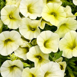 Yellow Chiffon Superbells Calibrachoa