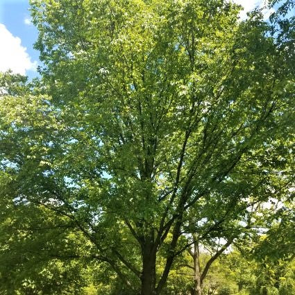 New Horizon Elm