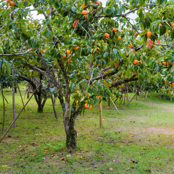 American Persimmon Tree