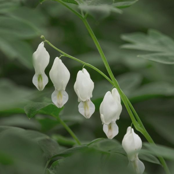 Dicentra Spectabilis Alba