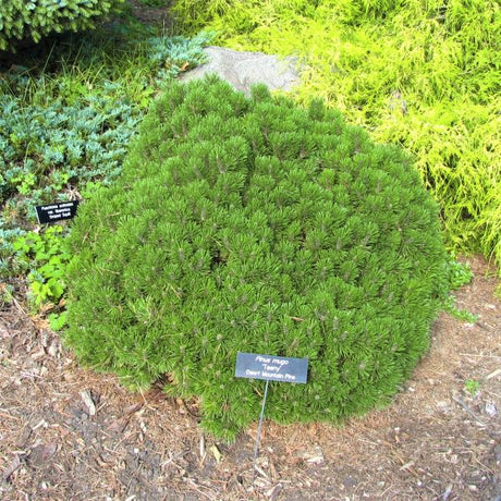 Dwarf Mugo Pine