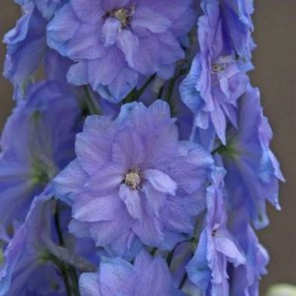 Blue Lace Delphinium