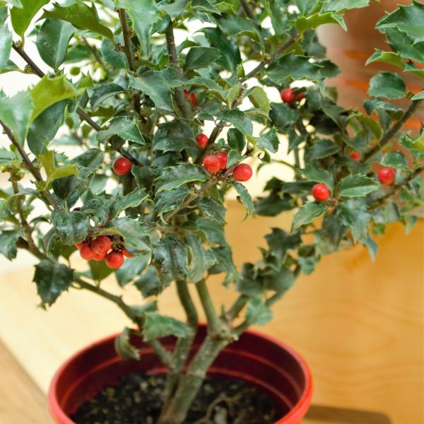 Blue Princess Holly Holiday Shrub