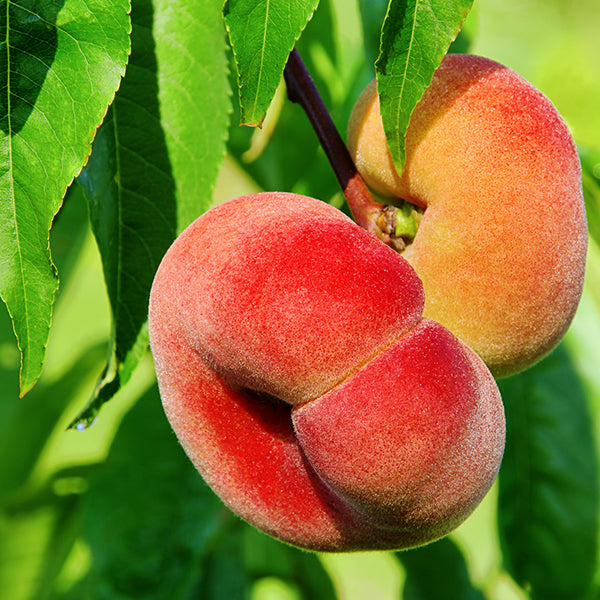 Saturn Donut Peach Tree