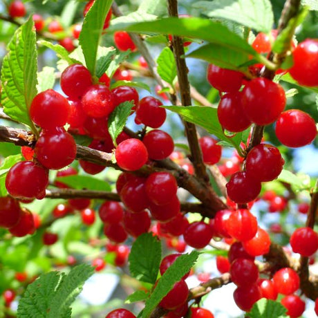 Nanking Cherry Tree