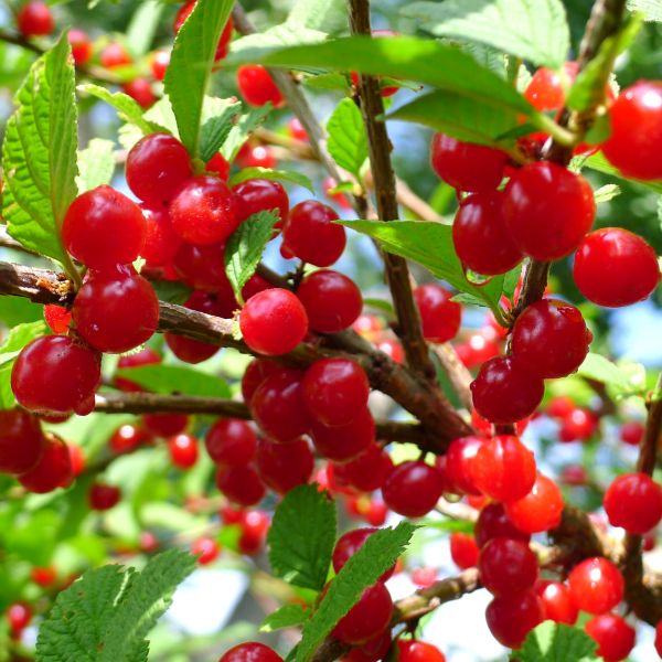 Nanking Cherry Tree