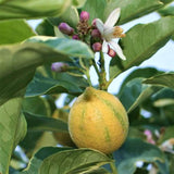 Variegated Pink Lemon Tree