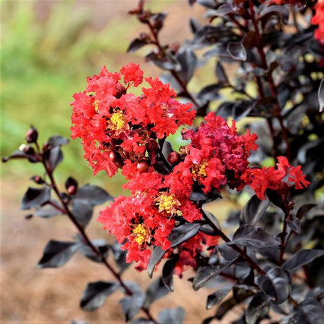 First Editions&reg; Sunset Magic&trade; Crape Myrtle