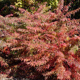 Cutleaf Staghorn Sumac