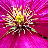 Rosemoor Clematis