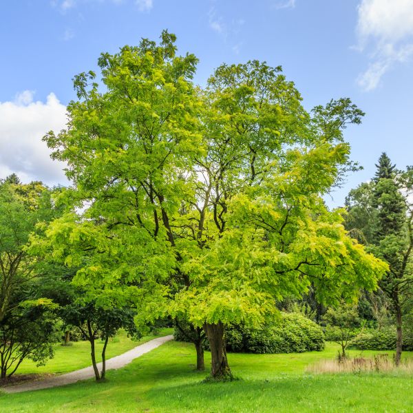 Black Locust