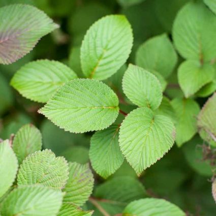 Opening Day&trade; Doublefile Viburnum