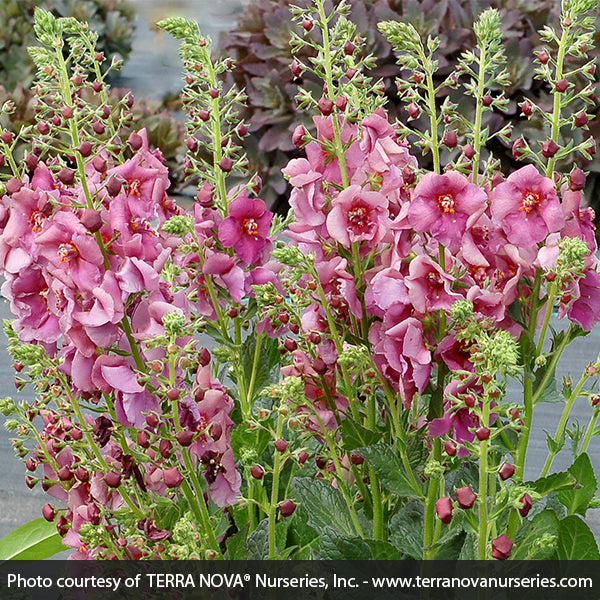 Verbascum Plum Smokey