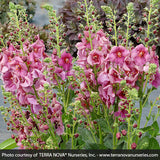 Verbascum Plum Smokey