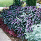 Persian Shield Strobilanthes