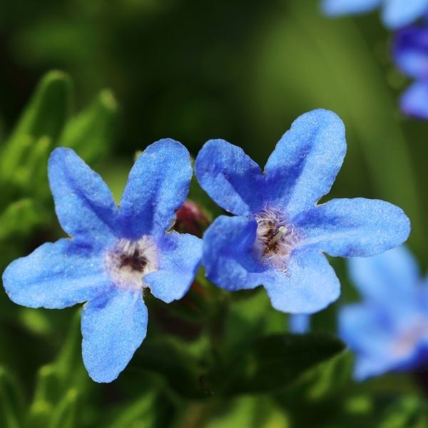 Heavenly Blue Lithodora