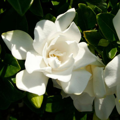 Jubilation&trade; Gardenia