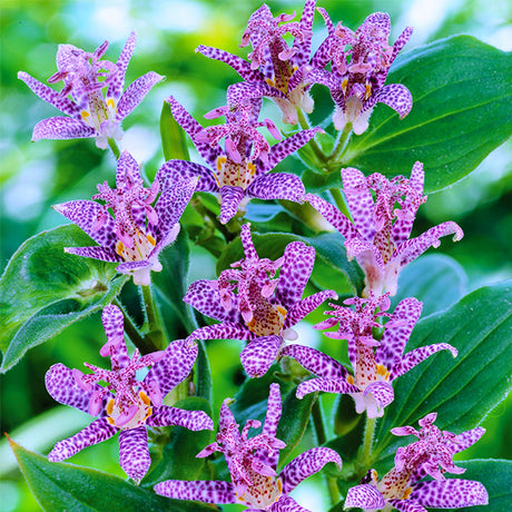 Japanese Toad Lily