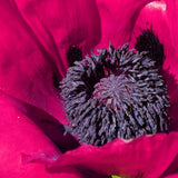 Harlem Oriental Poppy