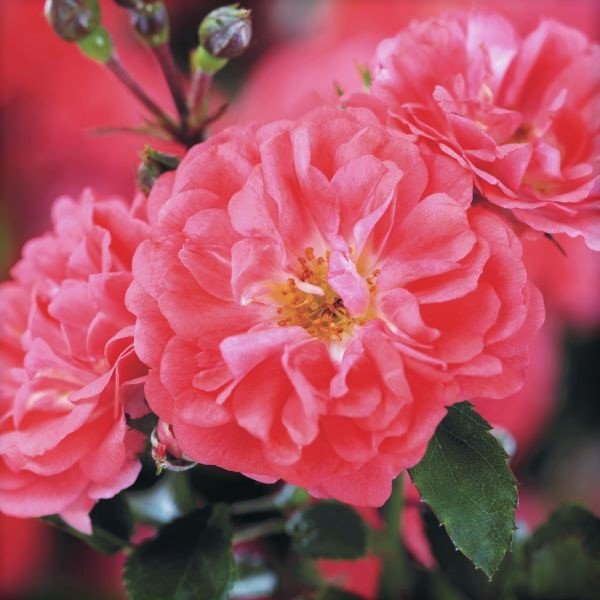 Coral Drift® Groundcover Rose | Buy at NatureHills.com