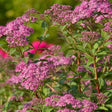 Little Bonnie&trade; Dwarf Spiraea