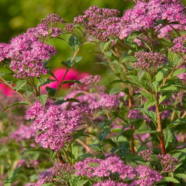 Little Bonnie&trade; Dwarf Spiraea