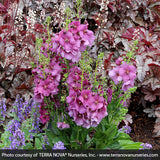 Verbascum Plum Smokey