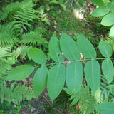 Butternut Tree