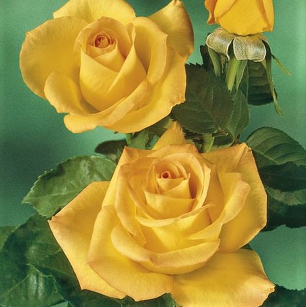 Gold Medal&reg; Rose