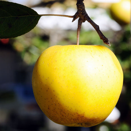 Chehalis Apple Tree