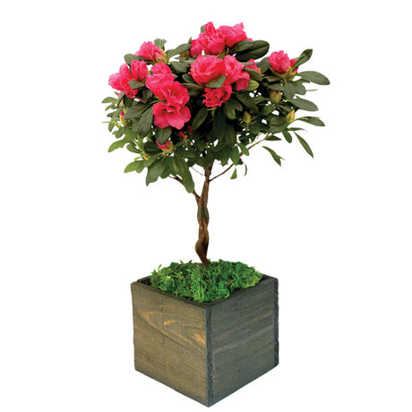 Just Because Red Florist Azalea Topiary