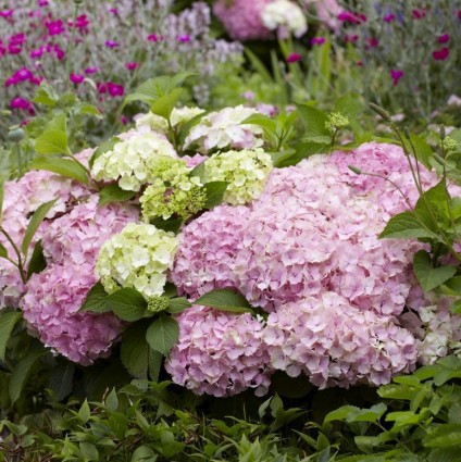 Everlasting&trade; Harmony Hydrangea