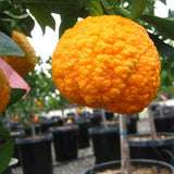 Gold Nugget Mandarin Tree