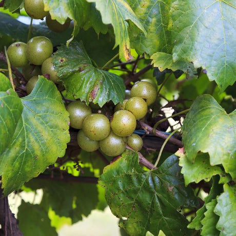 Welder Muscadine Grape