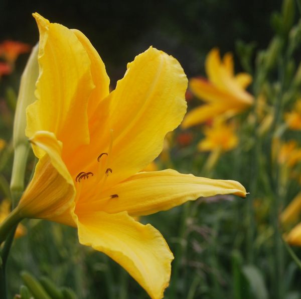 Chicago Sunrise Daylily