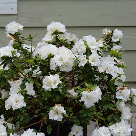 Perfecto Mundo&reg; Double White Azalea