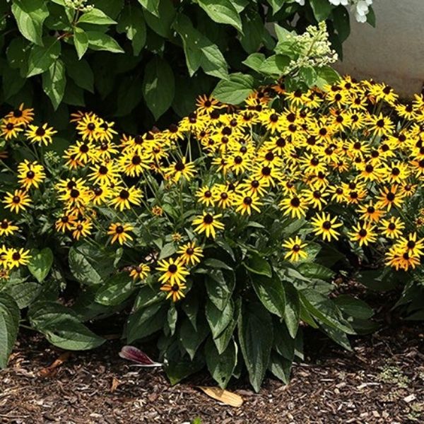 Little Goldstar Black-Eyed Susan