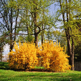 Fiesta Forsythia