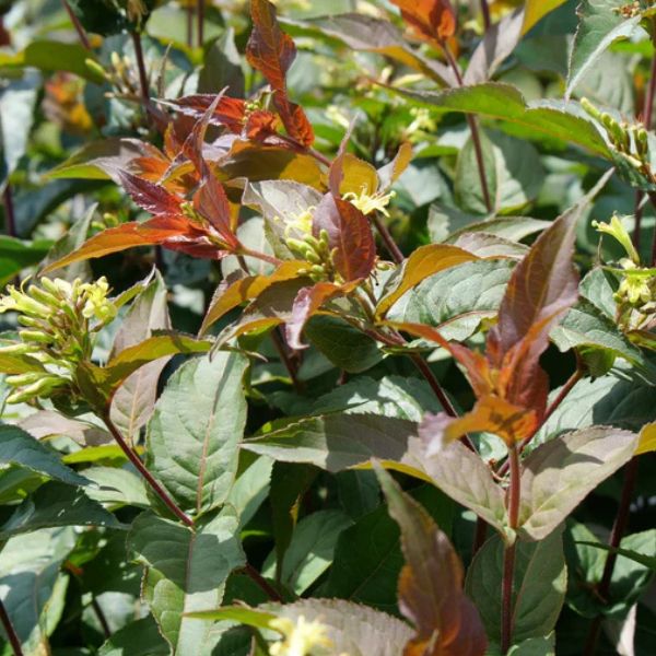 Ru-Bee Wren™ Bush Honeysuckle