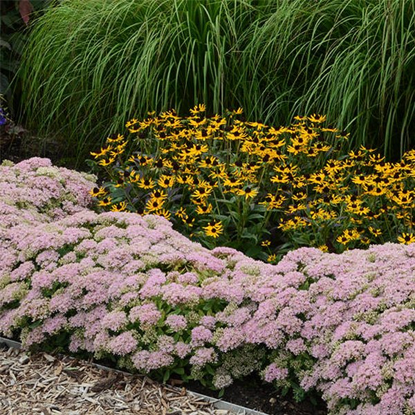 Round Pure Rock 'N Round™ Pure Joy Sedum | Buy at NatureHills.com