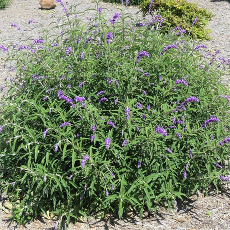 Mexican Bush Sage