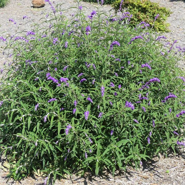 Mexican Bush Sage