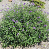 Mexican Bush Sage