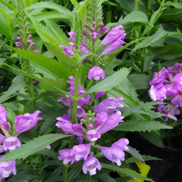 Vivid Obedient Plant