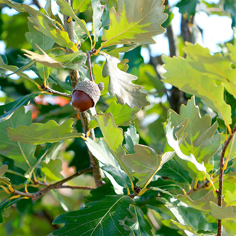 Heritage Oak Tree