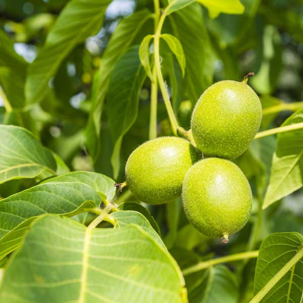 Carpathian English Walnut Tree