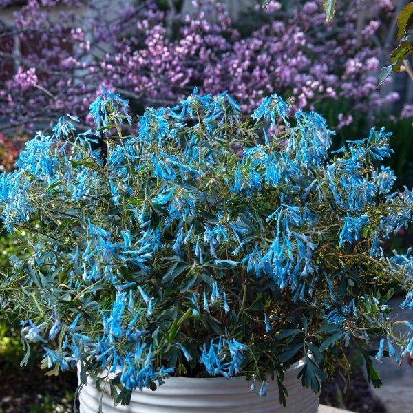 Hillier&trade; Porcelain Blue Corydalis