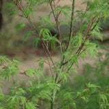 Seiryu Japanese Maple