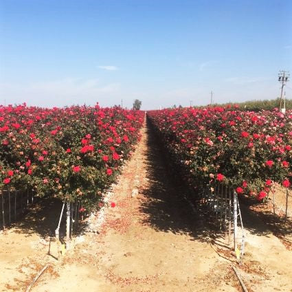 Red Knock Out&reg; Rose Tree