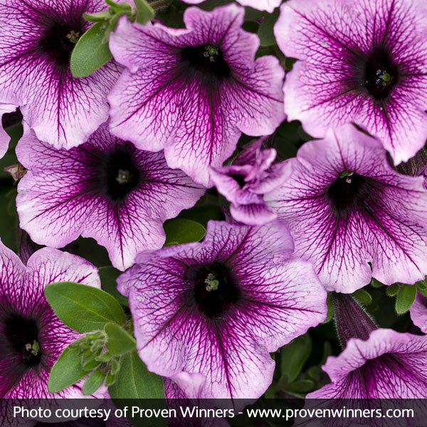 Supertunia&reg; Bordeaux&trade; Petunia